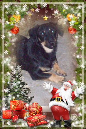 BODZA (Kenderesi - Fejes) 