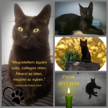 Pocak